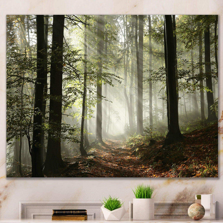 Light in Dense Fall Forest with Fog