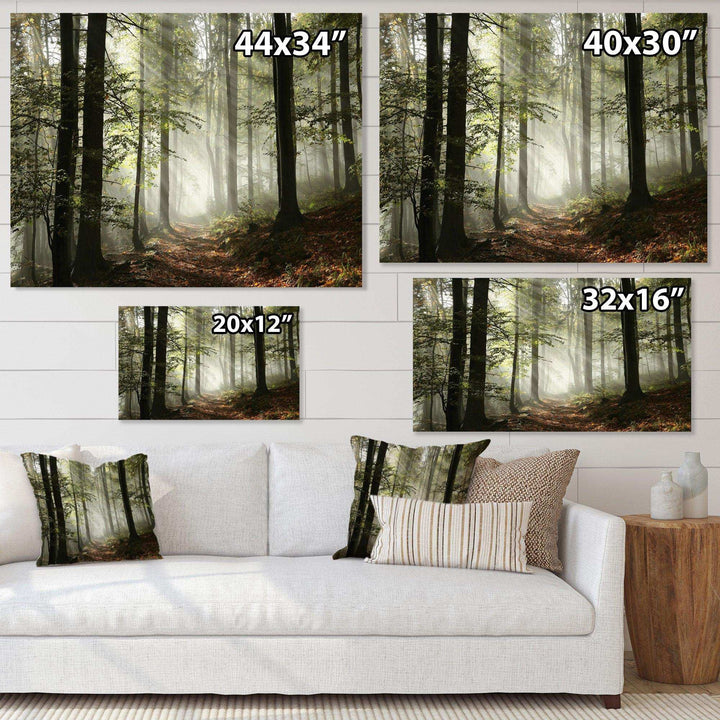 Light in Dense Fall Forest with Fog