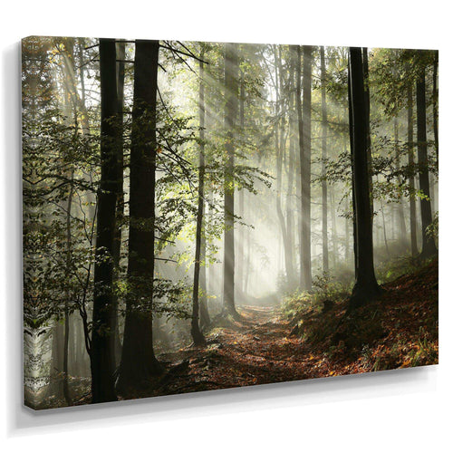 Light in Dense Fall Forest with Fog
