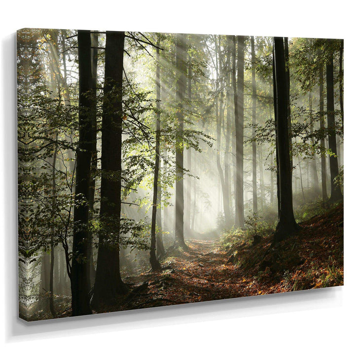 Light in Dense Fall Forest with Fog