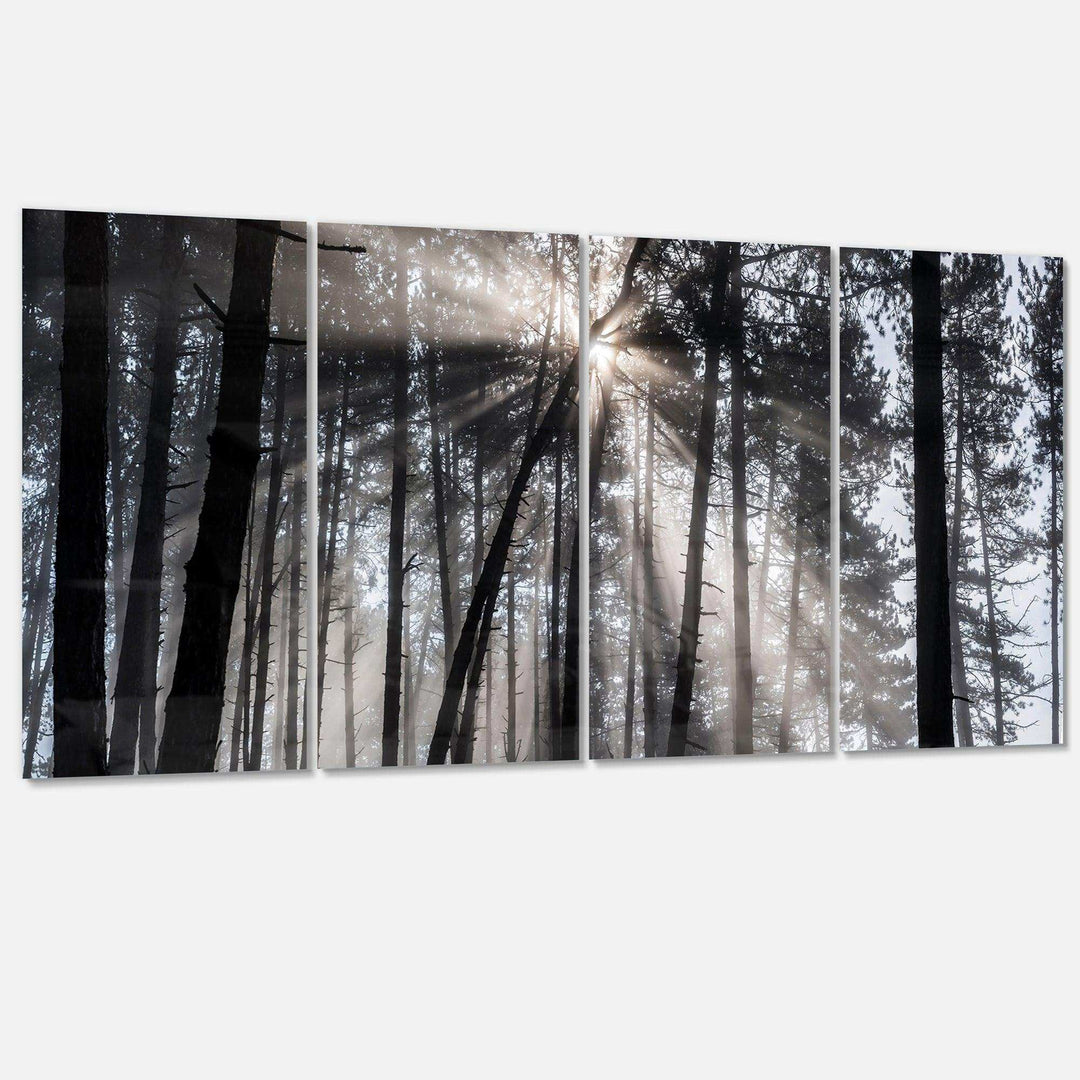 Sunbeams through Black White Forest Multi-Panels