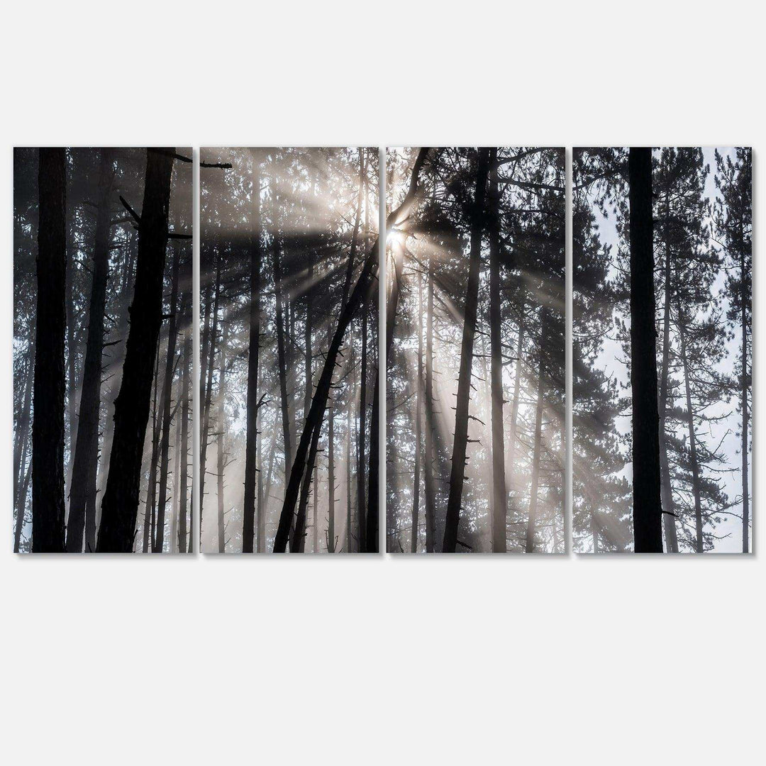 Sunbeams through Black White Forest Multi-Panels