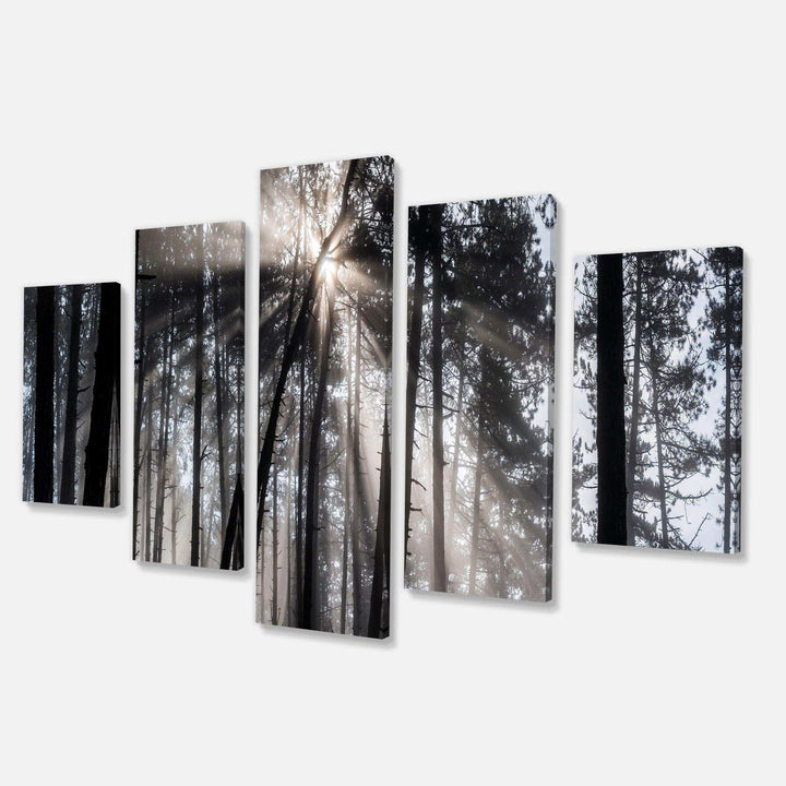 Sunbeams through Black White Forest Multi-Panels