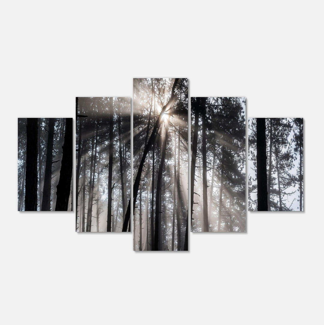 Sunbeams through Black White Forest Multi-Panels