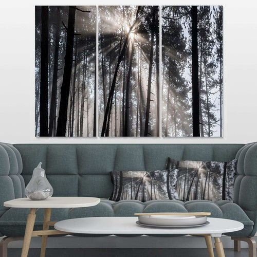 Sunbeams through Black White Forest Multi-Panels