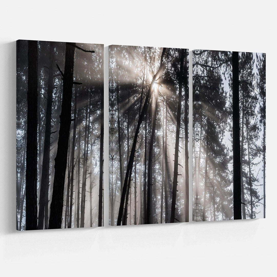 Sunbeams through Black White Forest Multi-Panels