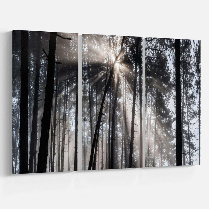 Sunbeams through Black White Forest Multi-Panels