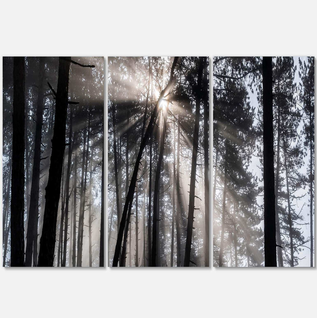 Sunbeams through Black White Forest Multi-Panels