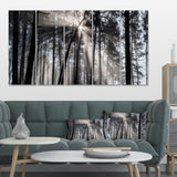 Sunbeams through Black White Forest Multi-Panels
