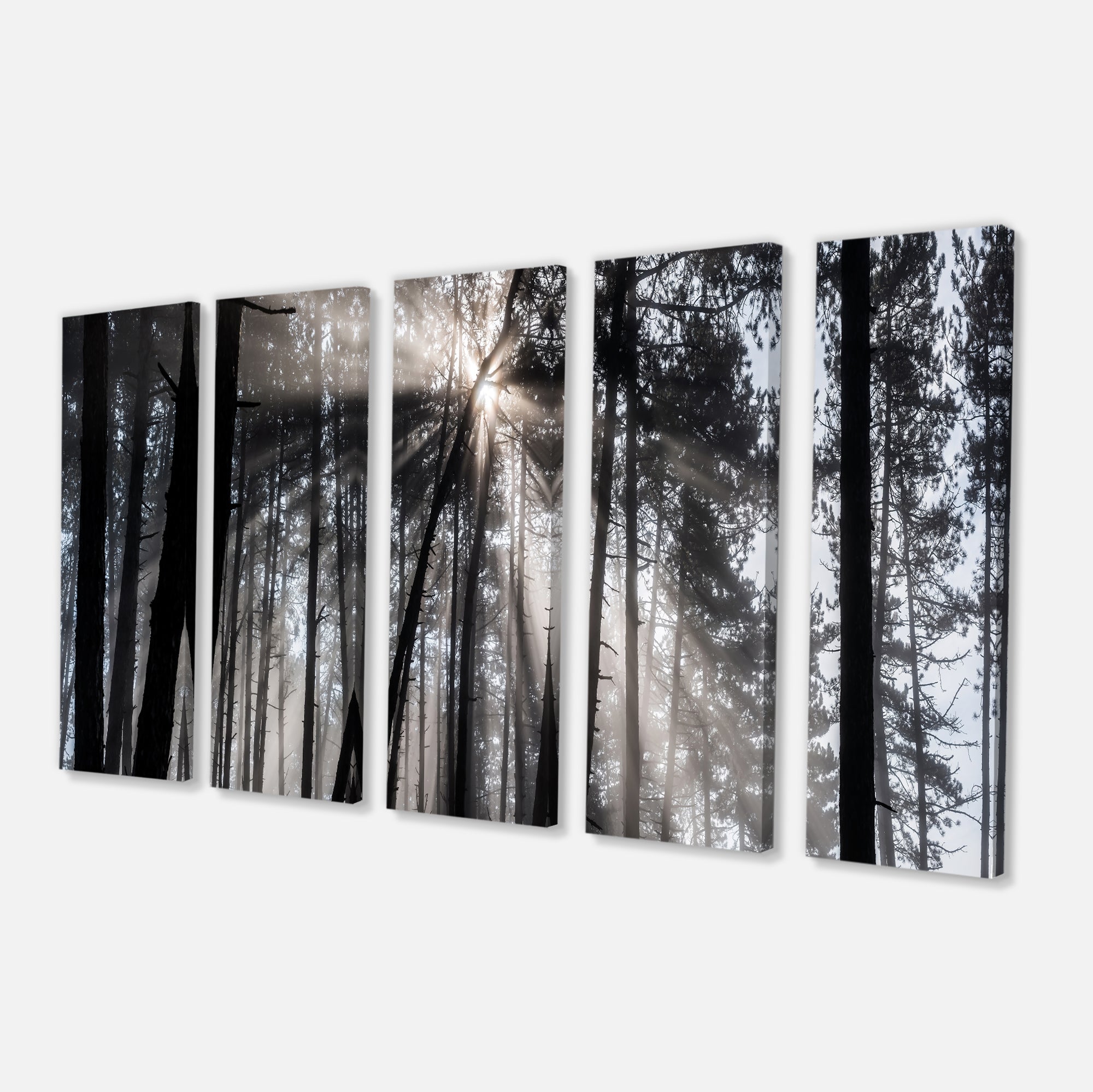 Sunbeams through Black White Forest Multi-Panels