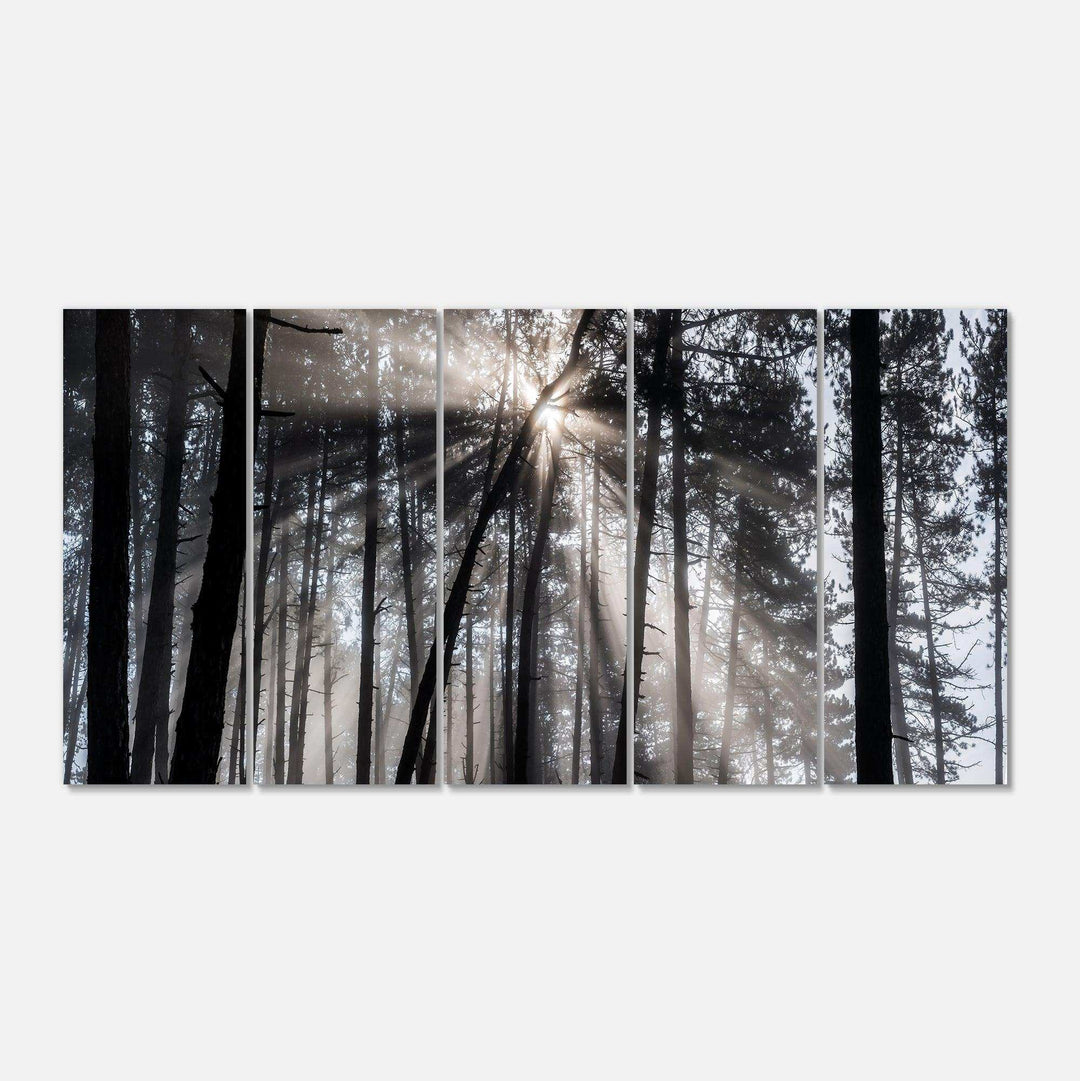 Sunbeams through Black White Forest Multi-Panels