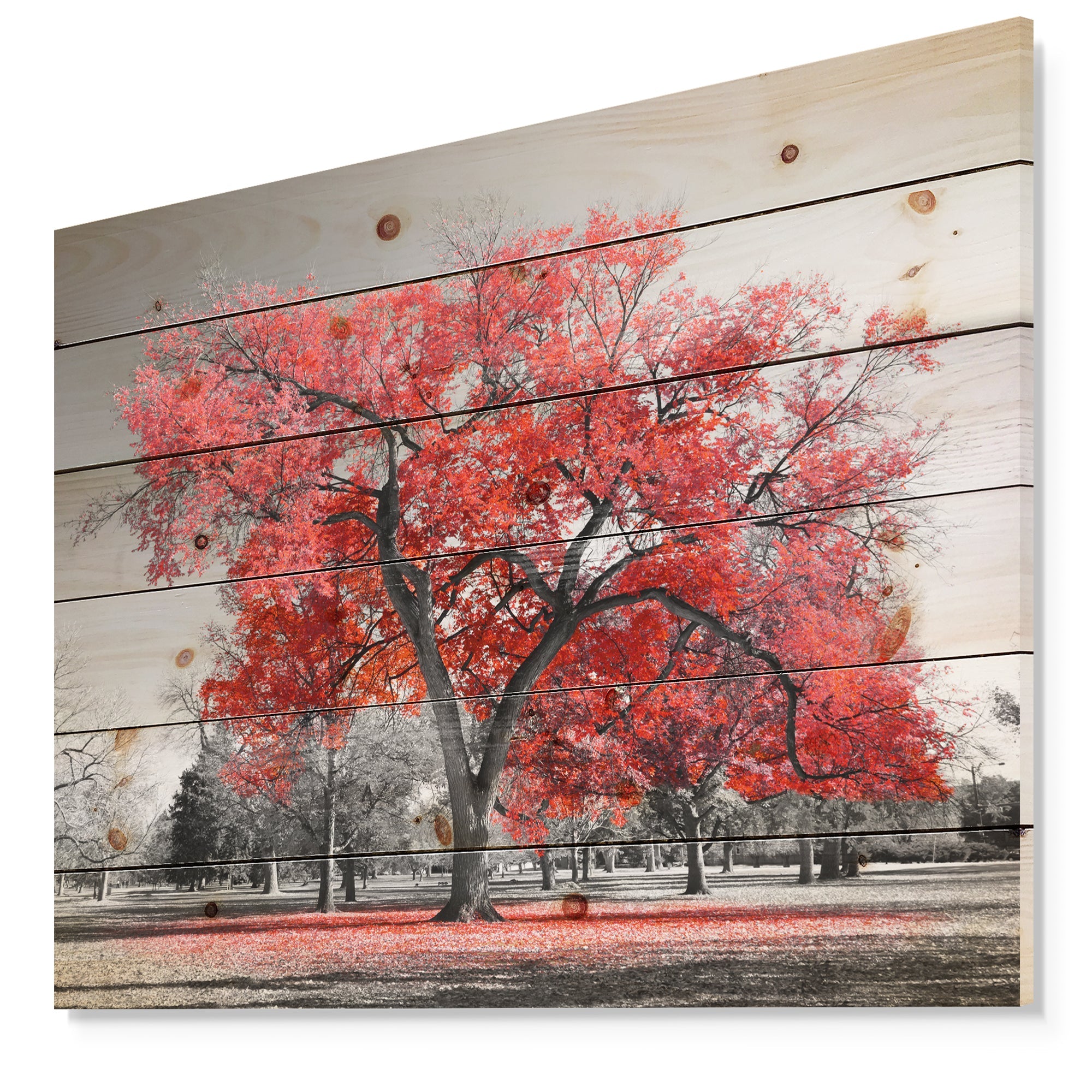 Big Red Tree on Foggy Day - Landscape Print on Natural Pine Wood - 20x15