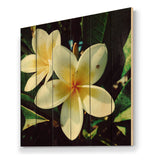 Hawaian Frangipani Tropical Flower - Traditional Print on Natural Pine Wood