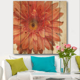 Vivid Red Daisy - Floral & Botanical Print on Natural Pine Wood - 16x16