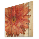 Vivid Red Daisy - Floral & Botanical Print on Natural Pine Wood - 16x16